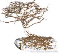 BonsaiSepFilteredSmooth