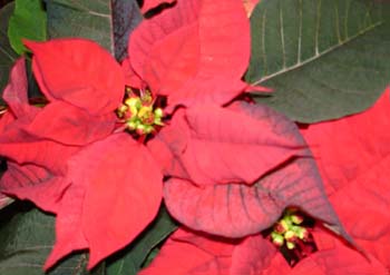 173-Julblomma