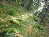 Thin ray of light between trees