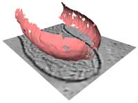 cellMembrane_gaussData_ridgeSurface