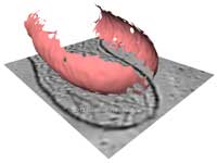 cellMembrane_gaussData_sepSurface