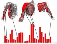 musclev_vs_barplot