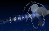 Vortex Structures at a Rotating Ship Propeller. Presented at the Gallery of Fluid Motion 2006.