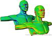 Torso_k1k2